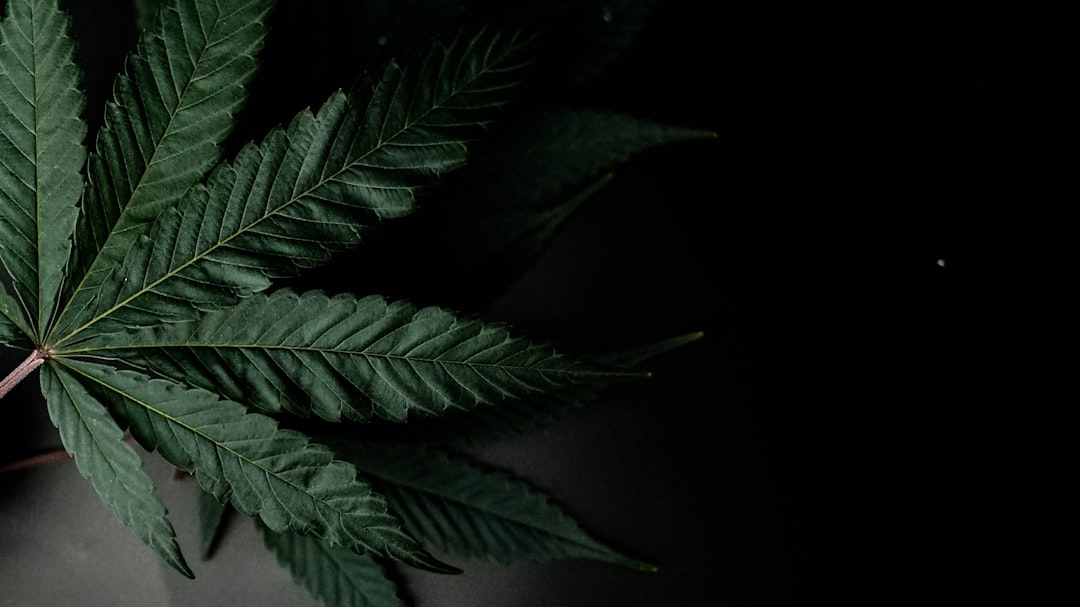 Photo Cannabis leaf